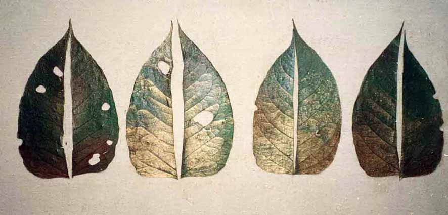 Anna Marcus.Exhibition